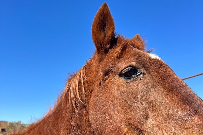 Grand Canyon Horseback Tour - Four hours among Arizona’s Joshua trees