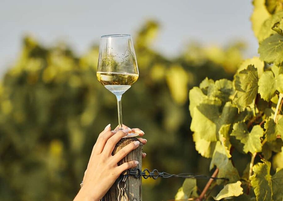 Grimaud: Horseback Riding & Wine Tasting in Maures Forest - Key points to know before you book