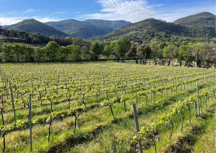 Grimaud: Horseback Riding & Wine Tasting in Maures Forest - A quieter side of the Gulf of Saint-Tropez
