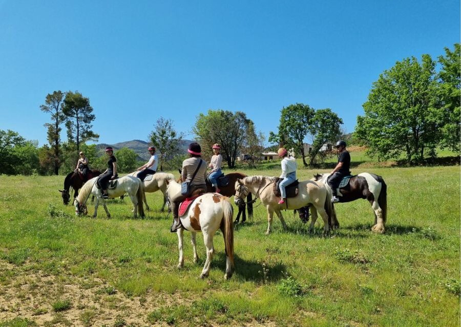 Grimaud: Horseback Riding & Wine Tasting in Maures Forest - Looking for Hermann’s tortoises