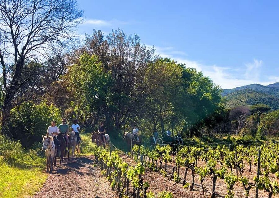 Grimaud: Horseback Riding & Wine Tasting in Maures Forest - Starting at Ranch la Mène
