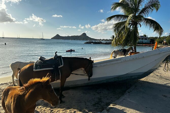 Gros Islet Village Horseback Riding run with Dore's riding Stable - The ride back to Cap Estate