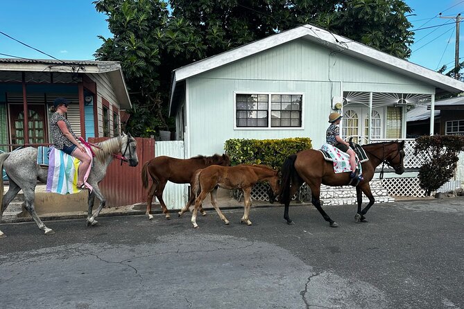 Gros Islet Village Horseback Riding run with Dore's riding Stable - Is the $120 price fair?