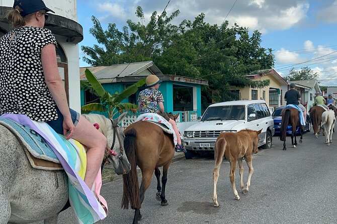 Gros Islet Village Horseback Riding run with Dore's riding Stable - Meeting the horses at Dore’s Riding Stable