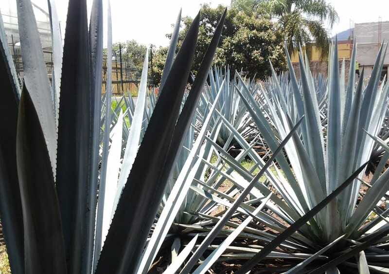 Guadalajara: Horse Riding on the Tequila Route with Tastings - Inside a family-owned tequila distillery