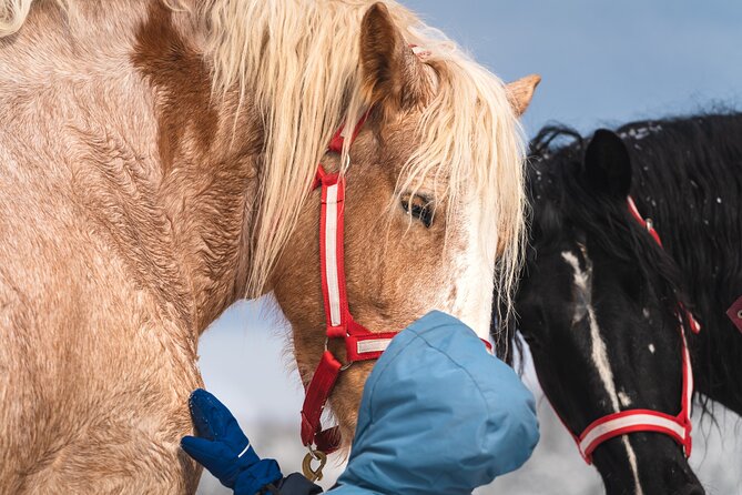Guided Horse Riding in the Bay of Saint Paul Valley - Meeting point, group size, and timing