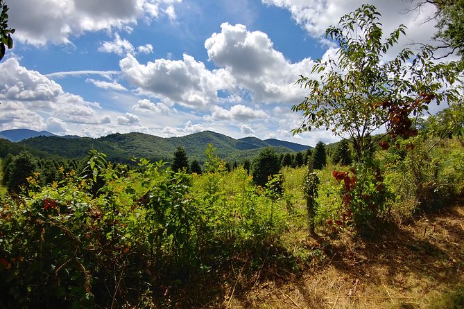 Guided Horseback Ride through Flame Azalea and Fern Forest - What the horses are like