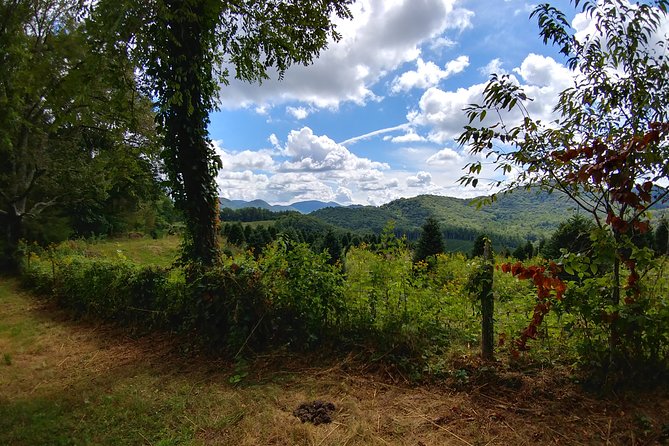 Guided Horseback Ride through Flame Azalea and Fern Forest - Following the trail through forest and meadow
