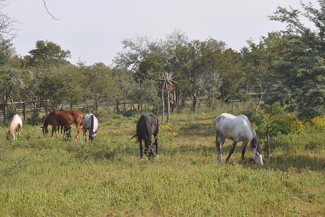 Guided Pony Riding in the Tranquil Surroundings of the Notwane Dam - Adding a bush ride outside the centre