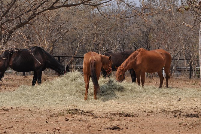 Guided Pony Riding in the Tranquil Surroundings of the Notwane Dam - Two guest houses for a longer stay