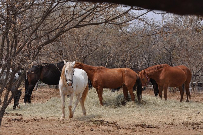 Guided Pony Riding in the Tranquil Surroundings of the Notwane Dam - Timing, meeting point, and booking advice