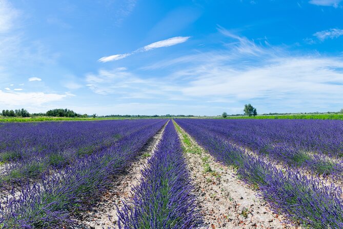 Guided tour Distillery of Lavender between Nîmes & Arles - What happens during the one-hour visit