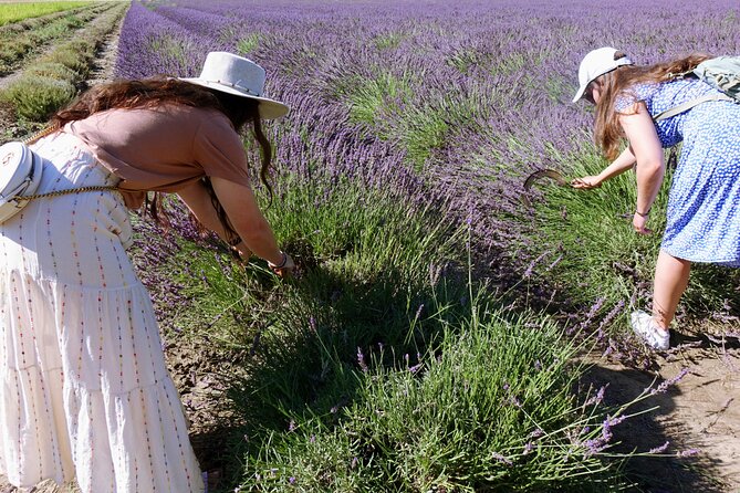 Guided tour Distillery of Lavender between Nîmes & Arles - Should you book it?