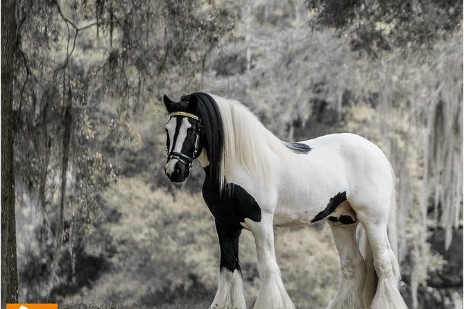 Gypsy Gold Horse Farm Tour - Why the Gypsy Vanner story comes first