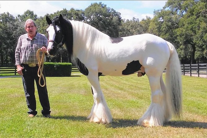 Gypsy Gold Horse Farm Tour - Meeting a Gypsy Vanner stallion