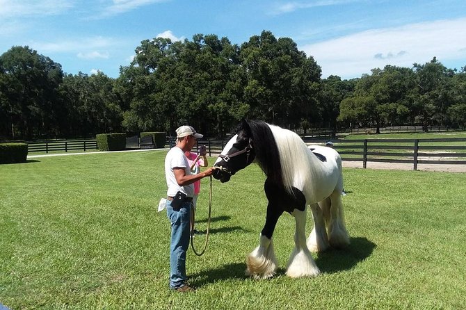 Gypsy Gold Horse Farm Tour - Practical details for your morning