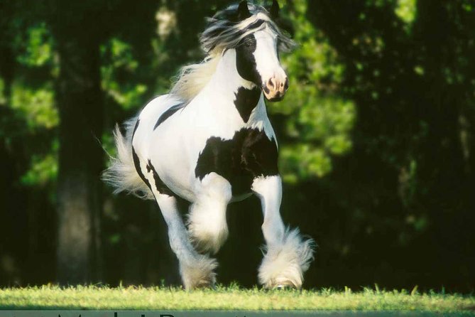 Gypsy Gold Horse Farm Tour - The animals are the real payoff