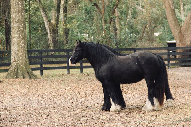 Gypsy Gold Horse Farm Walking Tour - Meeting the horses that changed American breed history