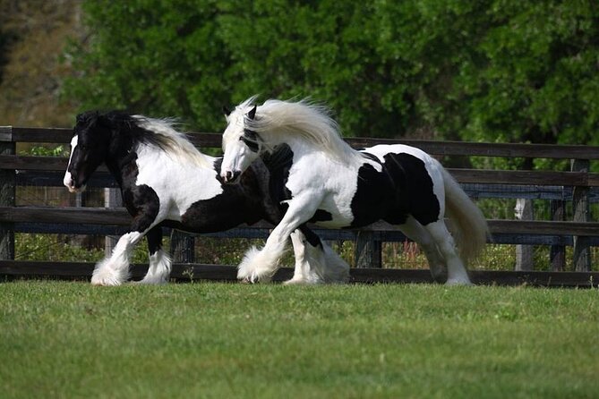 Gypsy Gold Horse Farm Walking Tour - Why the hands-on contact matters