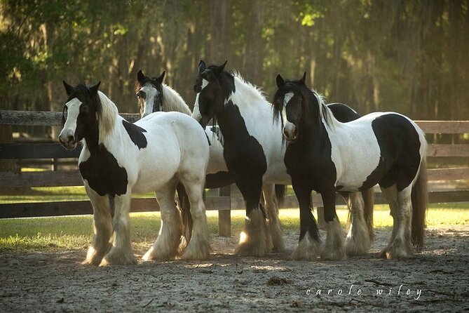 Gypsy Gold Horse Farm Walking Tour - How the tour compares with a typical animal attraction