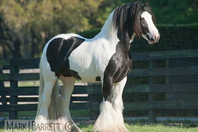 Gypsy Gold Horse Farm Walking Tour - What you see during the one-hour walk