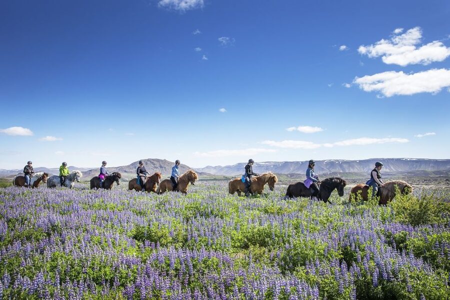 Hafnarfjörður: Horseback Riding Tour in Reykjavik Area - Starting at Íshestar in Hafnarfjörður
