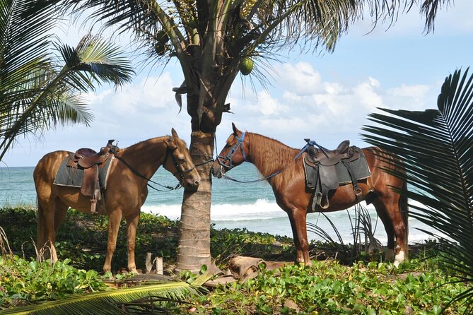 Half Day Buggies and Horseback Experience in Punta Cana - Macao Beach and the horseback question