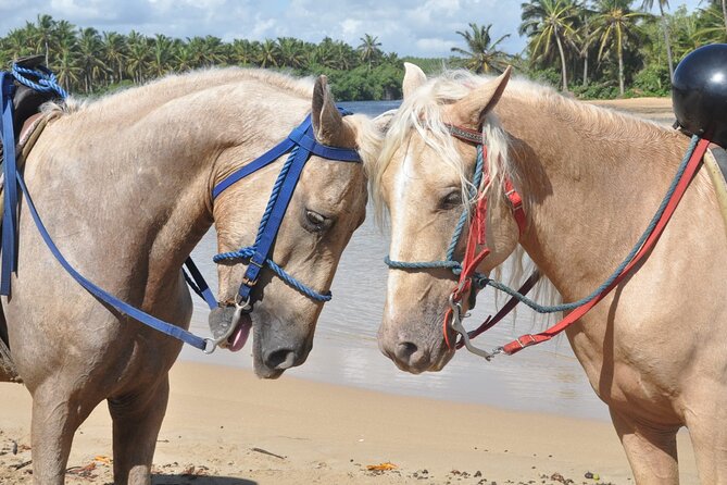 Half Day Buggies and Horseback Experience in Punta Cana - Coffee, chocolate, and rum in a quick tasting stop