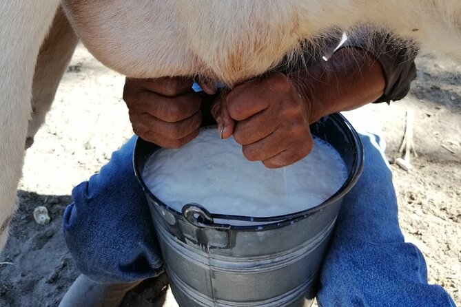 Half Day Excursion - Horseback Riding Adventure in SMA - Three hours through rugged high-desert country