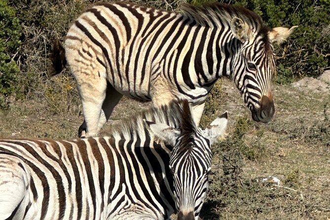 Half day Horse back safari - Rondeberg Farms and the first ride