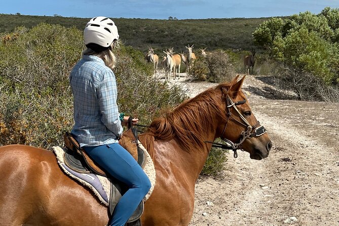 Half day Horse back safari - Wildlife sightings from the saddle