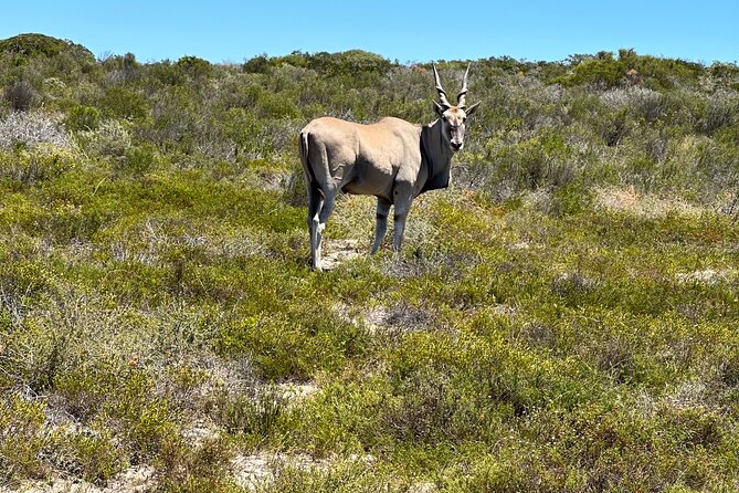 Half day Horse back safari - Riding on to !Khwa ttu San Heritage Centre