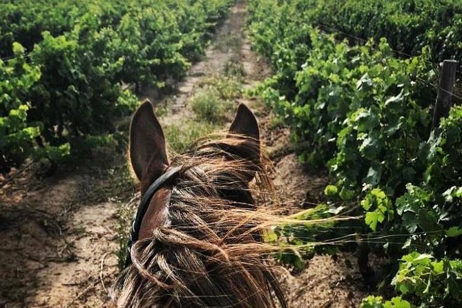 Half Day Horseback Wine Tour - Is $223 good value?