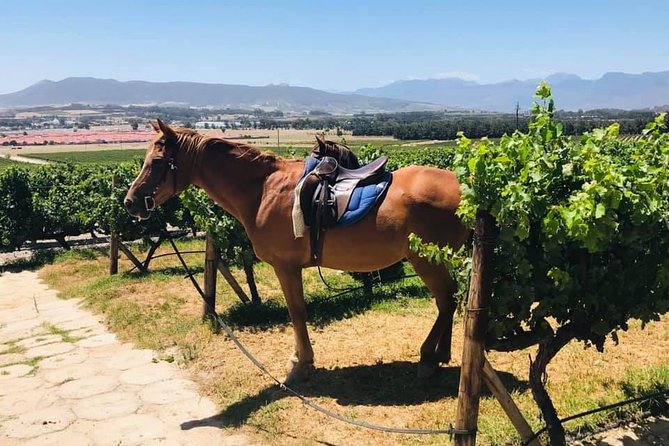 Half Day Horseback Wine Tour - Should you book the Half Day Horseback Wine Tour?