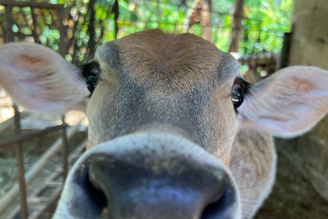 Half Day Safari and ATV or horses from Punta Cana - Playa Limón Brings Sand, Water, and Open Space