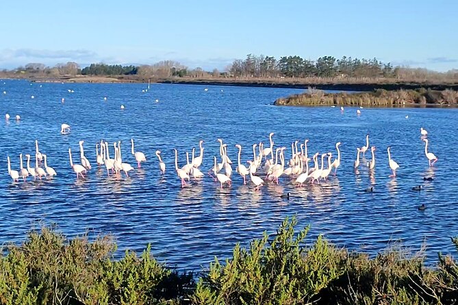 Happy tour camargue an immersion by bike and scooter E - Key points at a glance