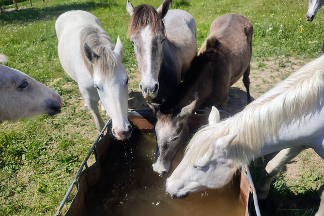 Happy tour camargue an immersion by bike and scooter E - Why the small group matters