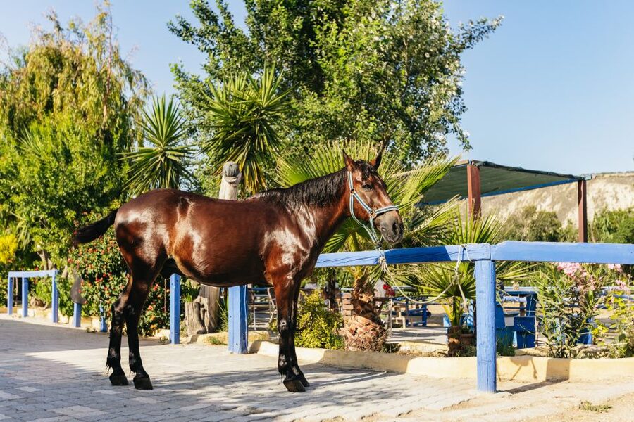 Heraklion: Finikia Horse Riding Tour with Lunch or Dinner - A homemade Cretan lunch or dinner in the garden