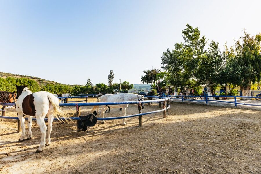 Heraklion: Finikia Horse Riding Tour with Lunch or Dinner - Two hours through olive groves and mountain tracks