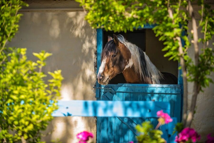 Heraklion: Horseriding Day Tour with Lunch and Transfer - How the activity works for children and nervous riders