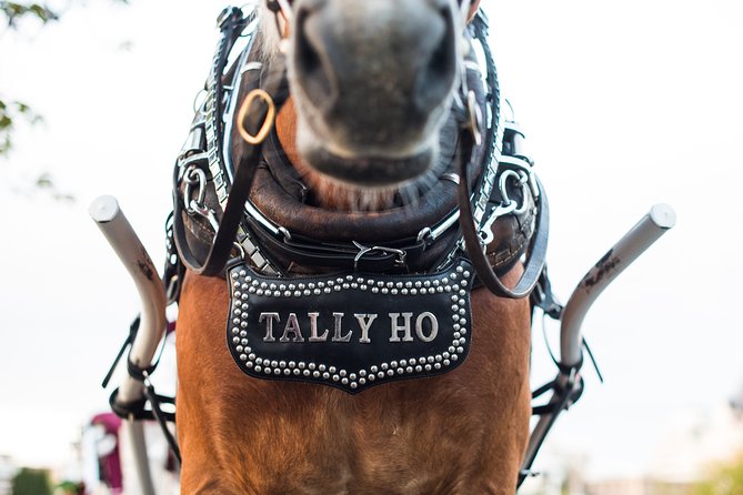 Heritage Horse-Drawn Carriage Experience in Victoria - The horses are part of the experience