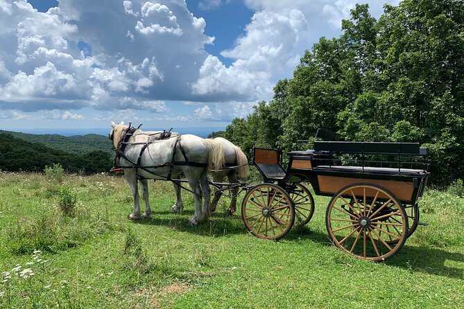 Horse and Carriage Ride through Moses H. Cone Park - Why the private format matters