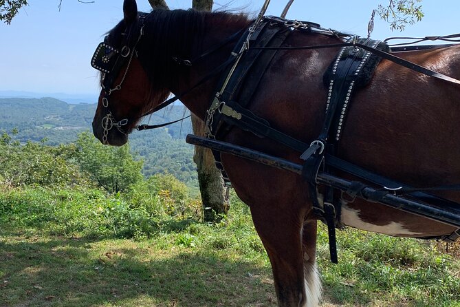 Horse and Carriage Ride through Moses H. Cone Park - When to go and what to plan