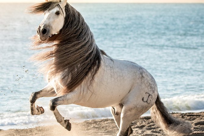 Horse and Flamenco Show in Malaga - Flamenco is an accent, not the main show