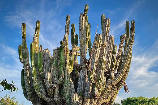 Horse Back Ridding Tour on the Pacific Ocean & Desert - What the guide adds beyond the scenery