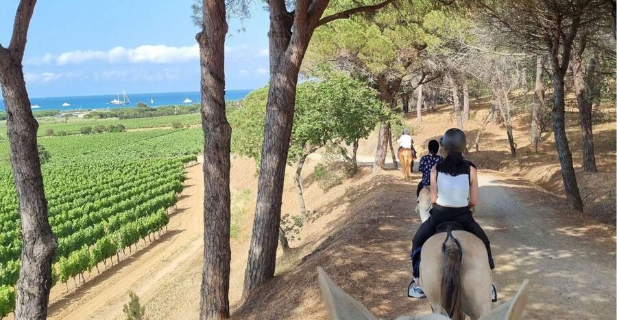 Horse back riding + wine tasting in Ramatuelle - From vineyard views to a three-wine tasting