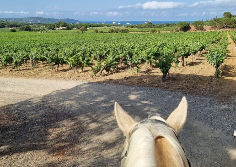 Horse back riding + wine tasting in Ramatuelle - Who should book this Ramatuelle experience