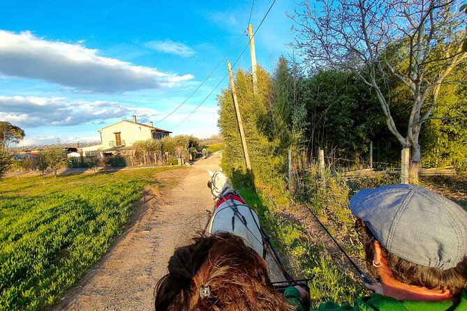 Horse Carriage Tour and Wine Tasting in Lazise - One hour through vineyards and olive trees