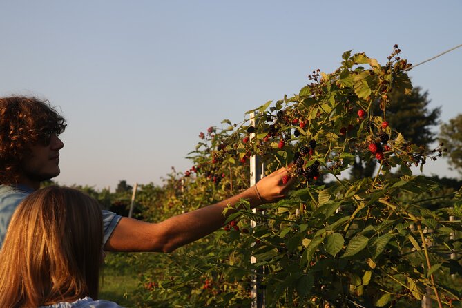 Horse Carriage Tour and Wine Tasting in Lazise - Wine with a sense of place