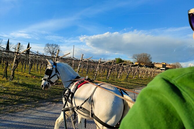 Horse Carriage Tour and Wine Tasting in Lazise - Is $114.37 a fair price?
